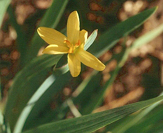 Sisyrinchium californicum