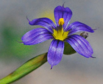 Sisyrinchium demissum