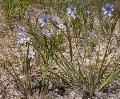 Sisyrinchium fuscatum