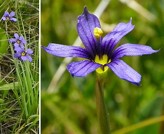 Sisyrinchium halophilum