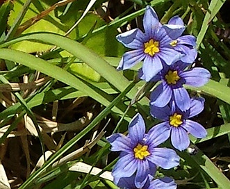 Sisyrinchium langloisii