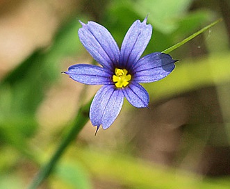 Sisyrinchium mucronatum