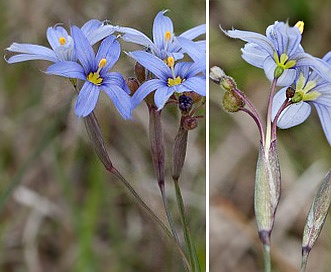 Sisyrinchium nashii