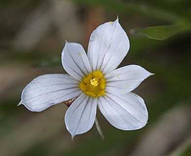 Sisyrinchium pallidum