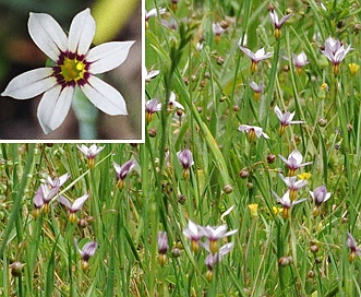 Sisyrinchium rosulatum