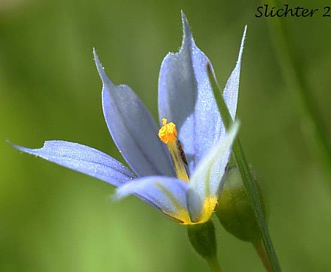 Sisyrinchium sarmentosum