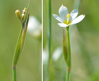 Sisyrinchium septentrionale