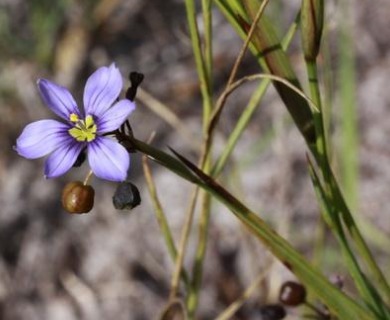 Sisyrinchium xerophyllum