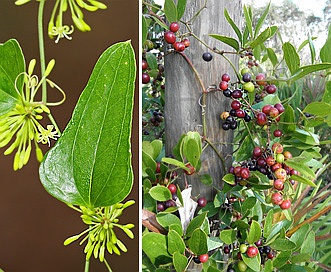 Smilax auriculata