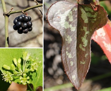 Smilax bona-nox