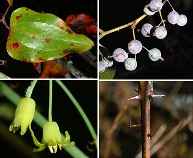 Smilax glauca