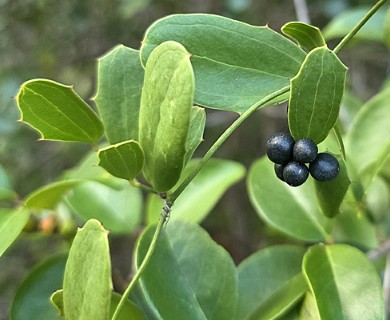 Smilax havanensis