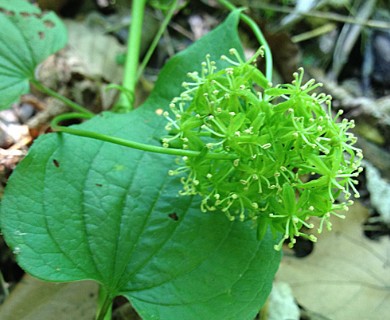 Smilax herbacea