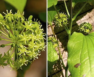 Smilax illinoensis