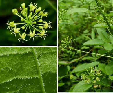 Smilax pulverulenta