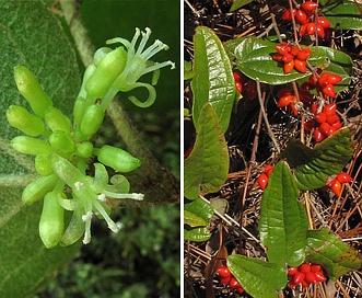 Smilax pumila