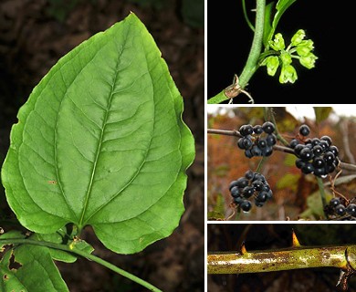 Smilax rotundifolia