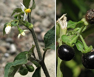 Solanum americanum