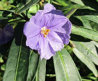 Solanum aviculare