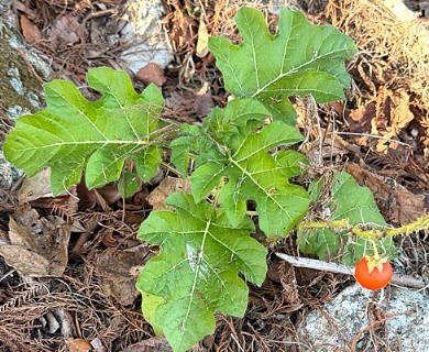 Solanum capsicoides