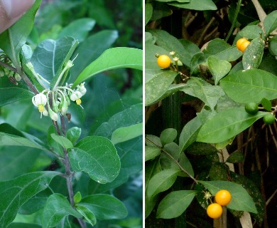 Solanum diphyllum