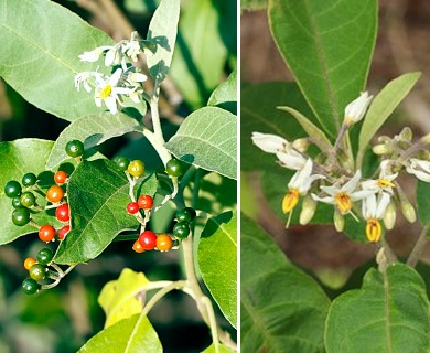 Solanum donianum