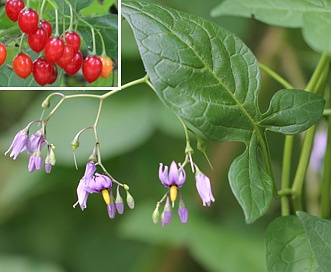 Solanum dulcamara