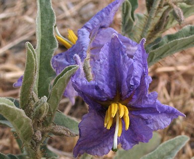 Solanum elaeagnifolium