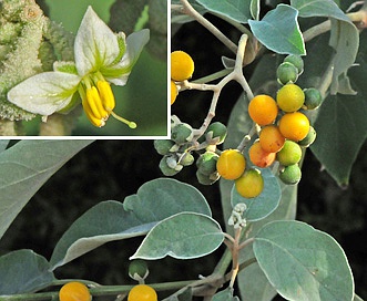 Solanum erianthum