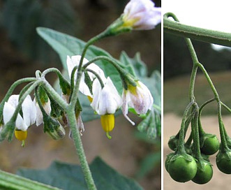 Solanum furcatum