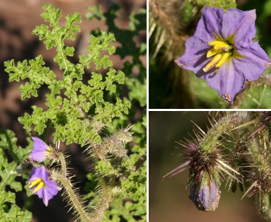 Solanum heterodoxum