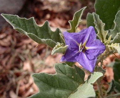 Solanum houstonii