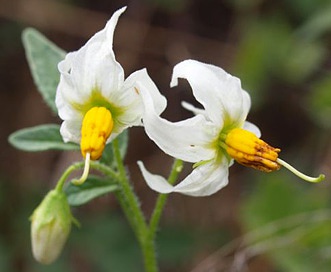 Solanum jamesii