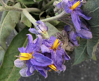 Solanum lanceolatum