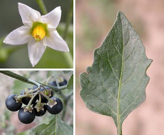 Solanum nigrum