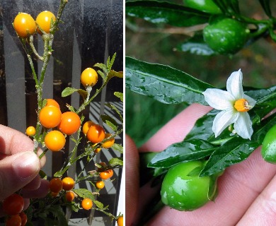 Solanum pseudocapsicum