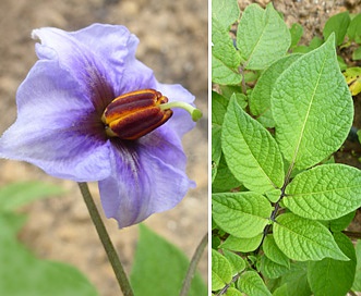 Solanum tuberosum