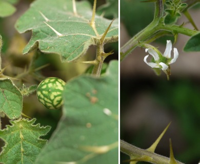 Solanum viarum