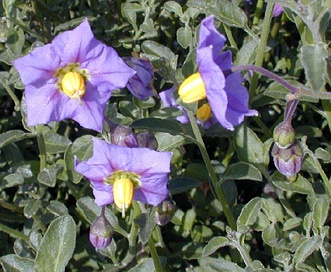 Solanum xanti