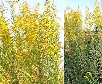 Solidago altissima