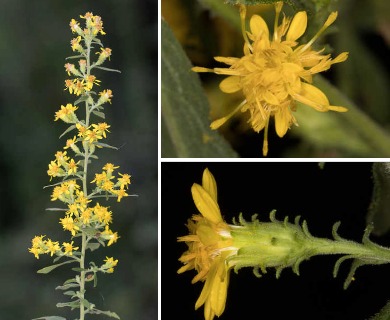 Solidago buckleyi