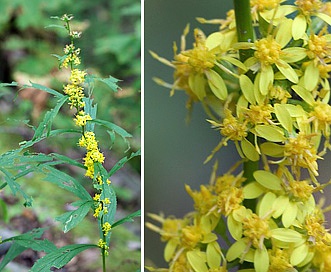 Solidago curtisii