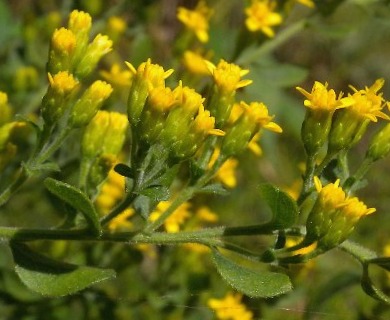 Solidago drummondii