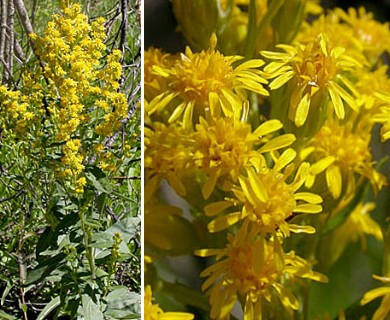 Solidago elongata