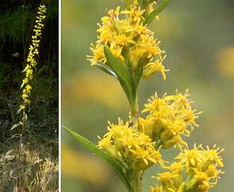 Solidago erecta