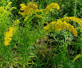 Solidago fistulosa