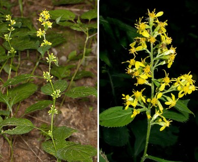 Solidago flexicaulis