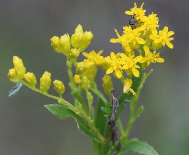 Solidago gattingeri