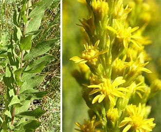 Solidago lepida