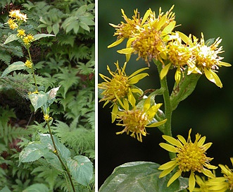 Solidago macrophylla